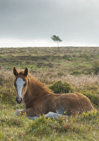 View of a horse on field