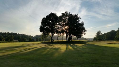 Tree on golf course against sky