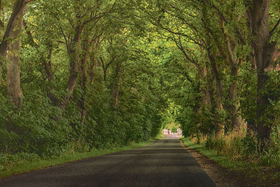 Narrow road along trees