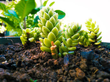 Close-up of succulent plant on field