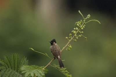 Bird perching on a plant