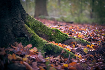 Close-up of fallen maple leaves on tree trunk