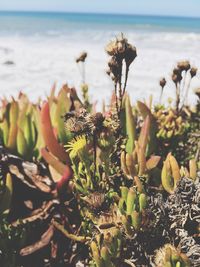 Close-up of prickly pear cactus by sea