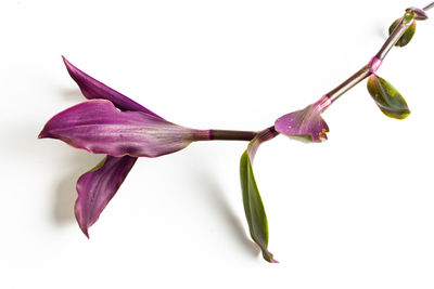 Close-up of pink flowering plant against white background