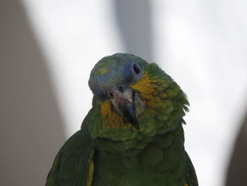 Close-up of parrot at zoo