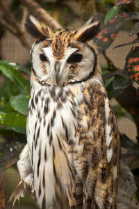 Close-up portrait of owl