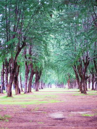 View of trees in park