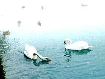 Swans swimming in lake