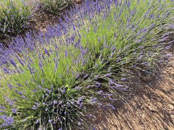 lavender