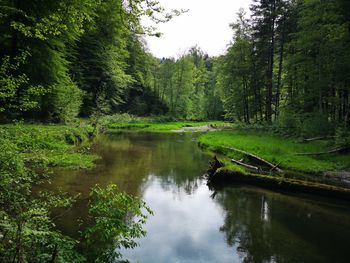 Scenic view of lake in forest