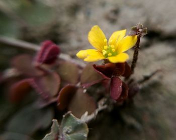 Close-up of yellow flower