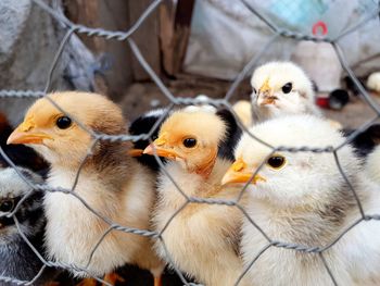 Close-up of birds