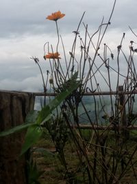 Close-up of plants growing on land against sky