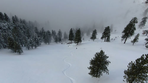 Trees on snow covered land against sky