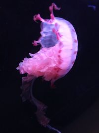 Close-up of jellyfish swimming in sea