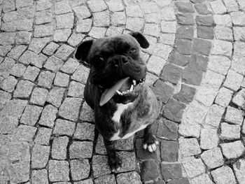 High angle portrait of dog on footpath