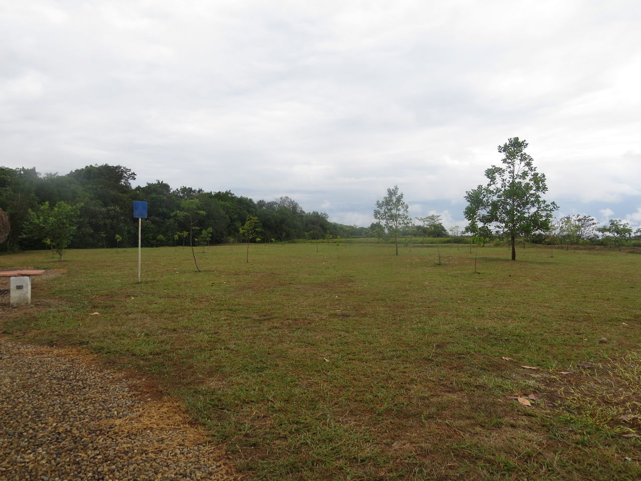 plant, cloud - sky, tree, sky, environment, grass, land, field, landscape, nature, tranquility, day, sport, tranquil scene, no people, scenics - nature, beauty in nature, non-urban scene, green color, outdoors