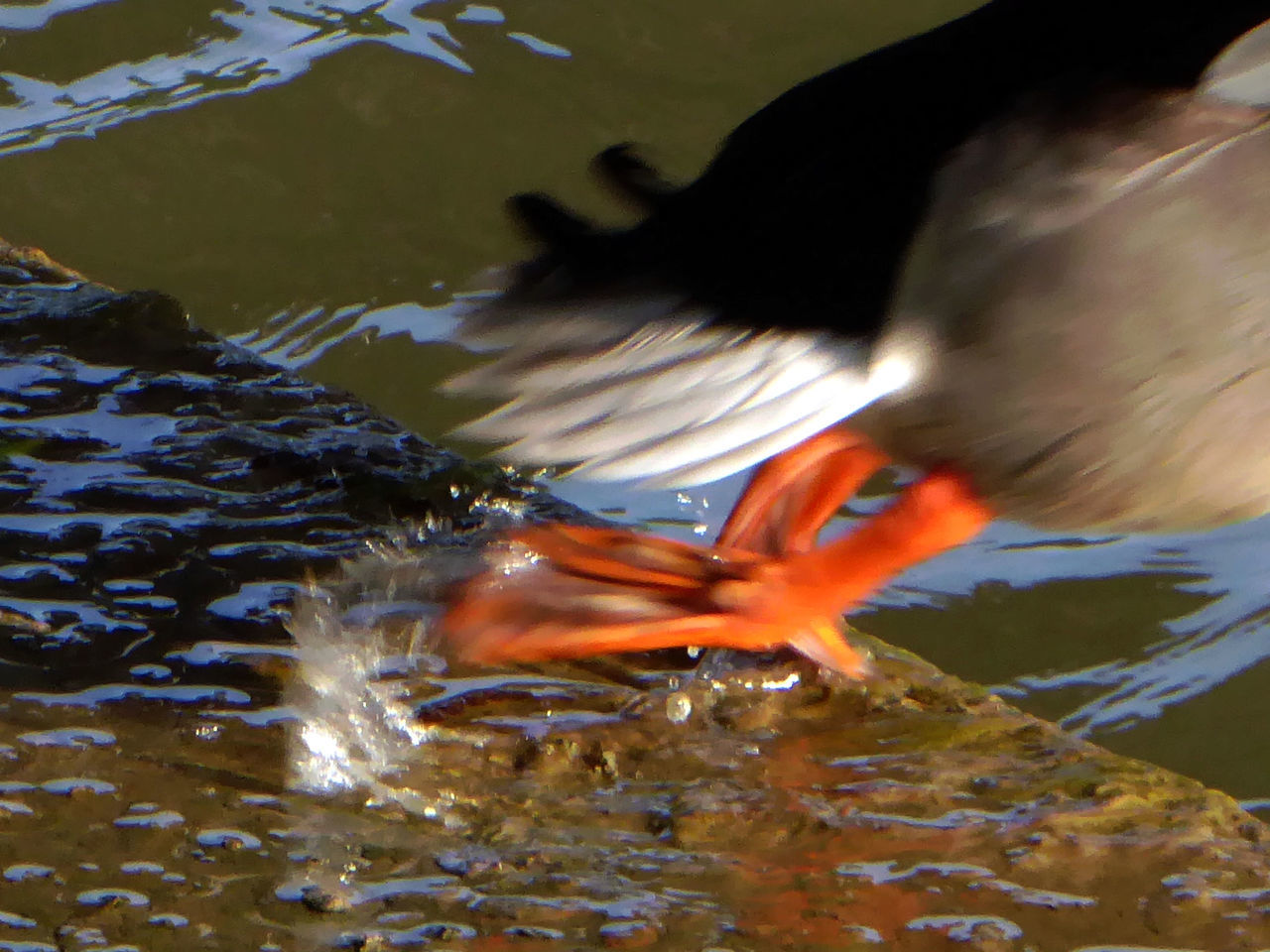 CLOSE-UP OF FISH SWIMMING IN WATER