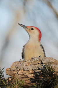 Close-up of bird perching on rock