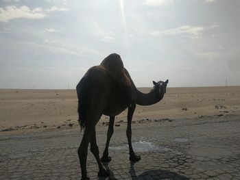 Horse standing on sand