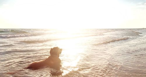 Scenic view of sea at sunset