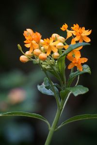 Close-up of pink flowers