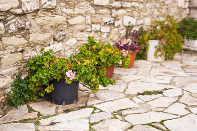 Potted plants on footpath by wall