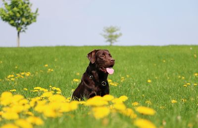 Dog in a field