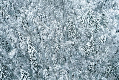 Aerial view of snow covered forest