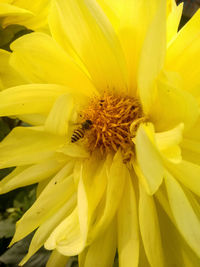 Close-up of insect on yellow flower