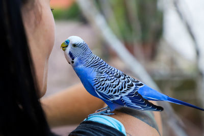 Close-up of a bird