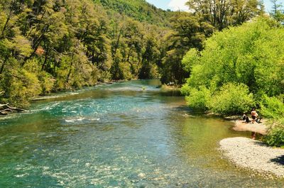 Scenic view of river in forest against sky