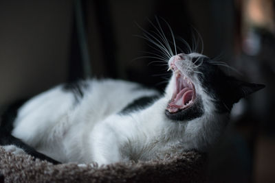 Close-up of cat yawning