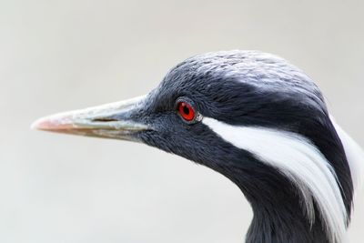 Close-up of bird