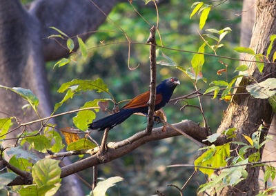 Bird perching on tree