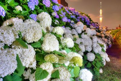 Close-up of hydrangea flowers in market