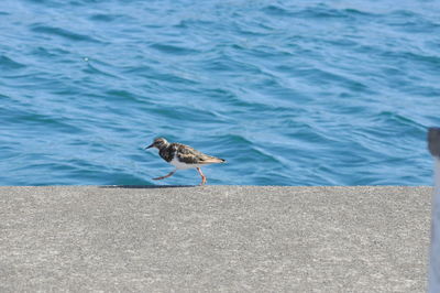 Seagull perching on shore