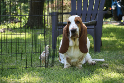 Portrait of dog sitting on field