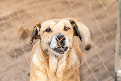 Portrait of dog