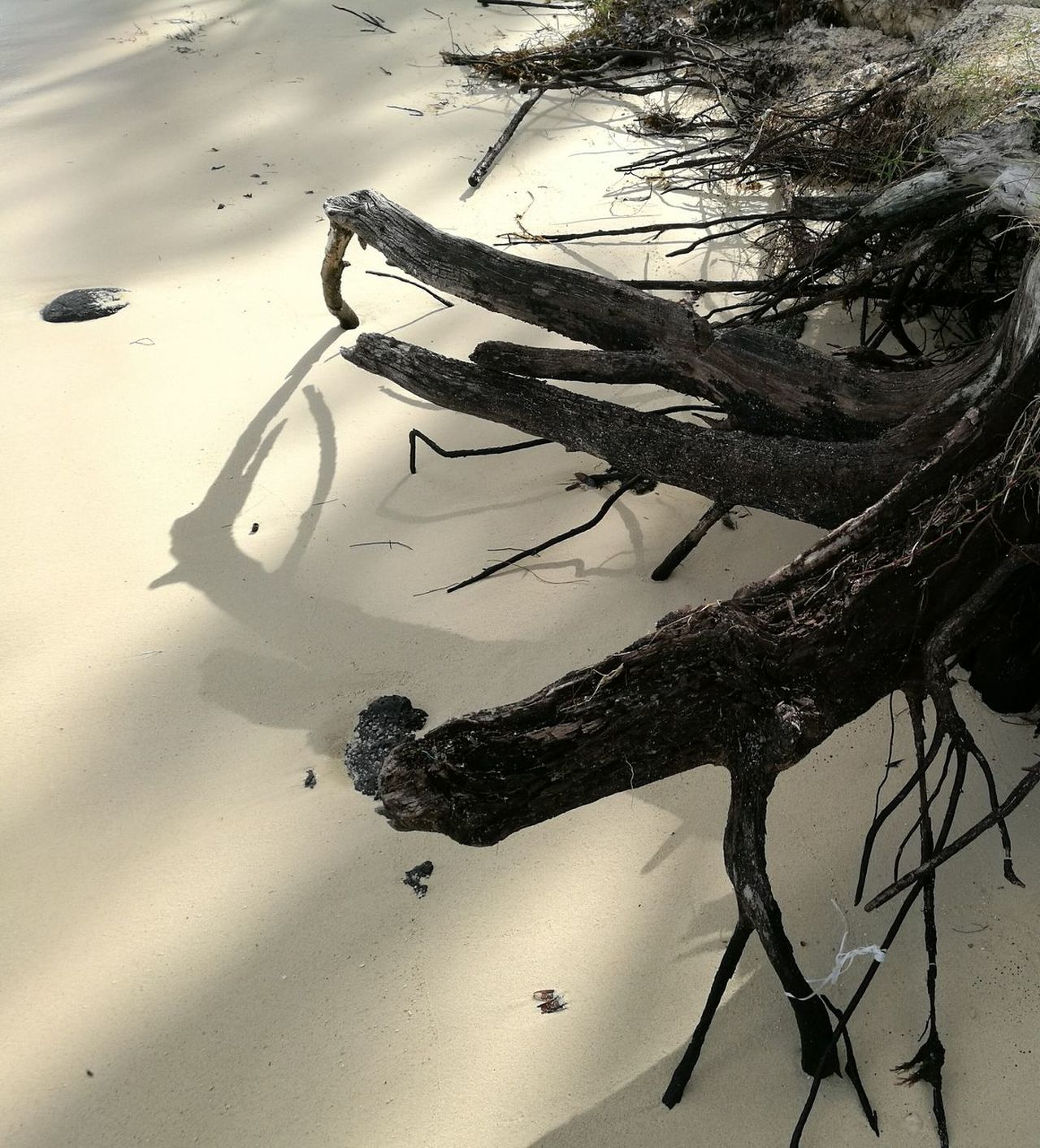 Light sunshine Tree roots shadow