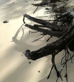 Close-up of starfish on beach