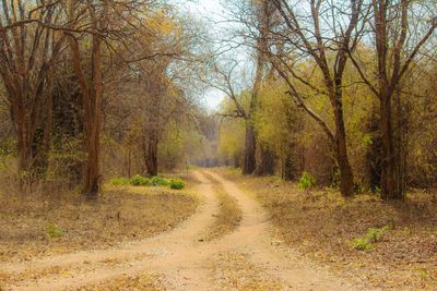 Dirt road amidst trees in forest during autumn