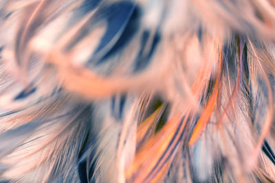 Full frame shot of feathers