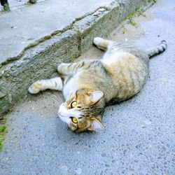 High angle view of cat resting on footpath