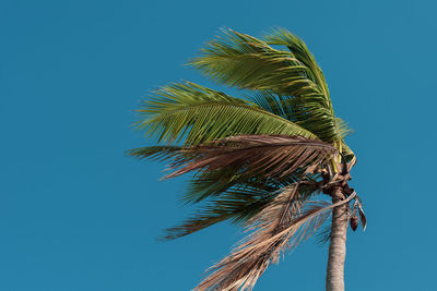 Low angle view of palm tree against clear blue sky