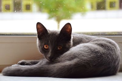 Close-up portrait of cat