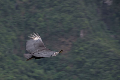 Bird flying over a tree