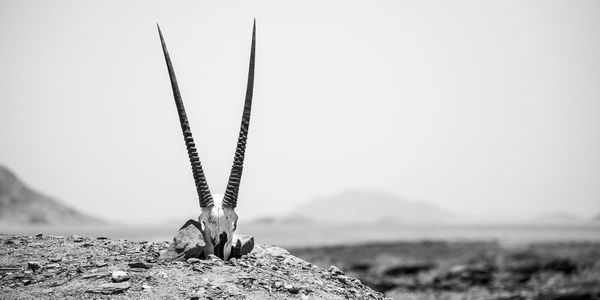 Close-up of insect on land against sky