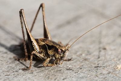 Close-up of insect on wood