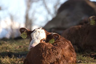 Veal glimpsing over the shoulder 